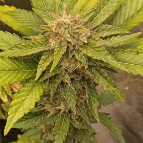 #52 Purple Haze growlog timeline photo