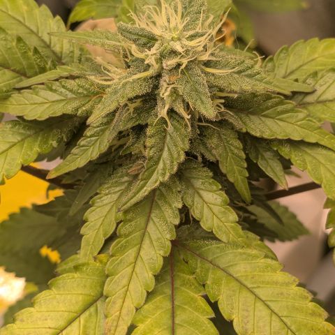 #55 Purple Haze growlog timeline photo