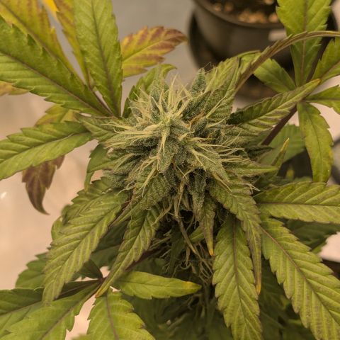 #54 Purple Haze growlog timeline photo