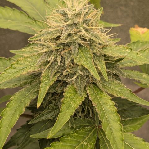 #56 Purple Haze growlog timeline photo