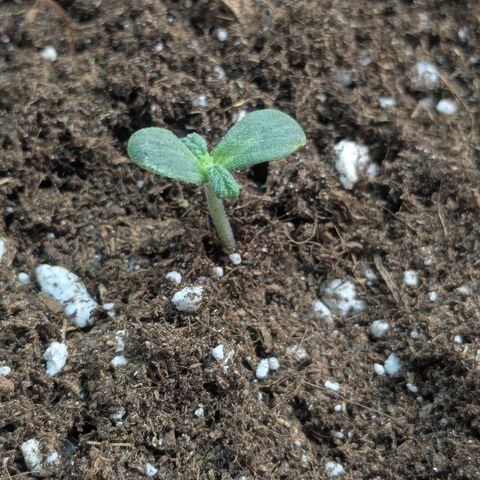 #67 Sensi Amnesia XXL growlog timeline photo