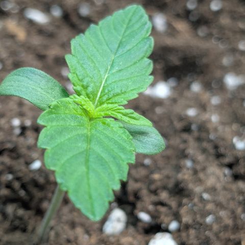 #60 Master Kush growlog timeline photo