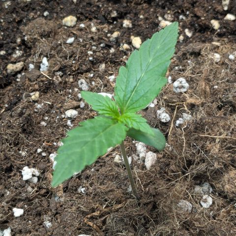 #68 Blueberry Zkittlez growlog timeline photo