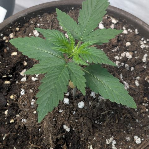 #57 Sticky Orange XXL growlog timeline photo