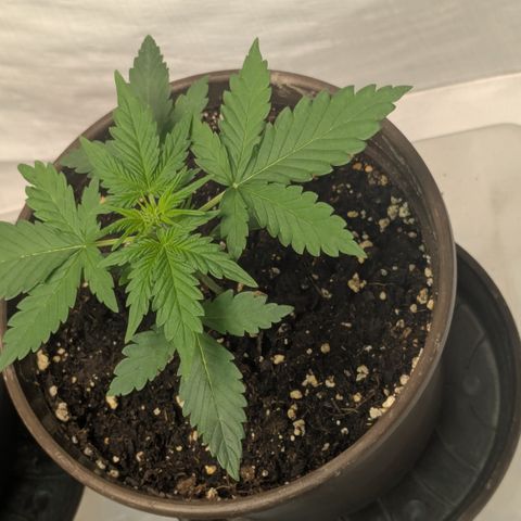 #59 Caramellow Kush Auto growlog timeline photo