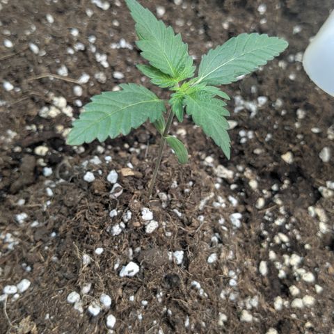 #61 White Skunk growlog timeline photo