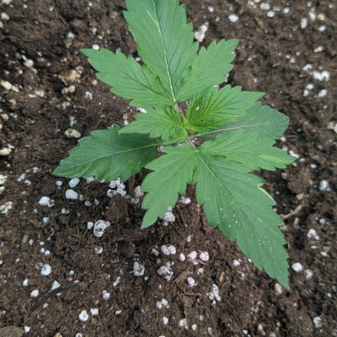 #63 Purple Bud growlog timeline photo