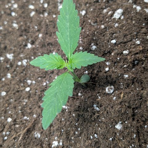 #65 Skunk #1 growlog timeline photo
