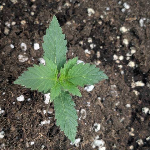 #62 Hindu Kush growlog timeline photo