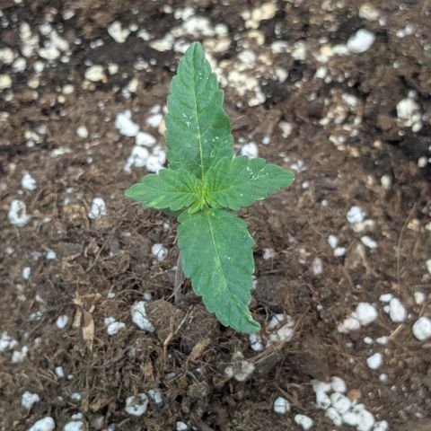 #58 Pineapple Automatic growlog timeline photo