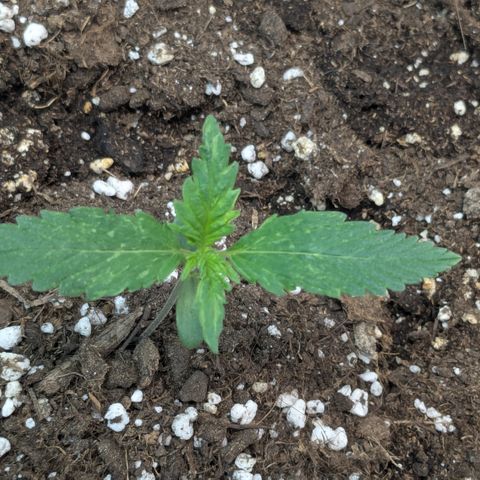 #66 Northern Lights growlog timeline photo