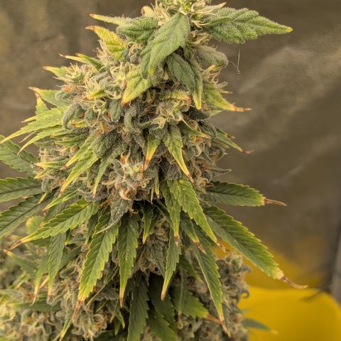 #48 AK47 growlog timeline photo