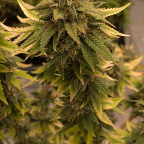 #49 AK47 growlog timeline photo