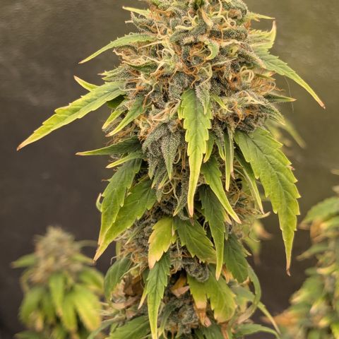 #50 AK47 growlog timeline photo