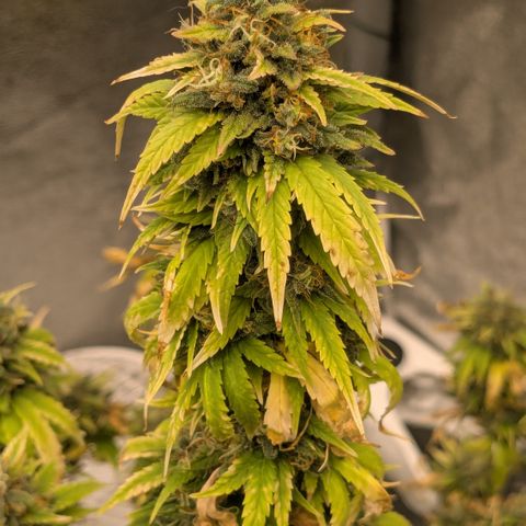 #51 AK47 growlog timeline photo