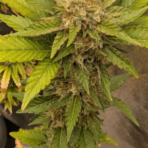 #52 Purple Haze growlog timeline photo