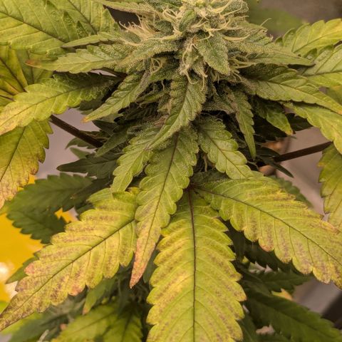 #55 Purple Haze growlog timeline photo