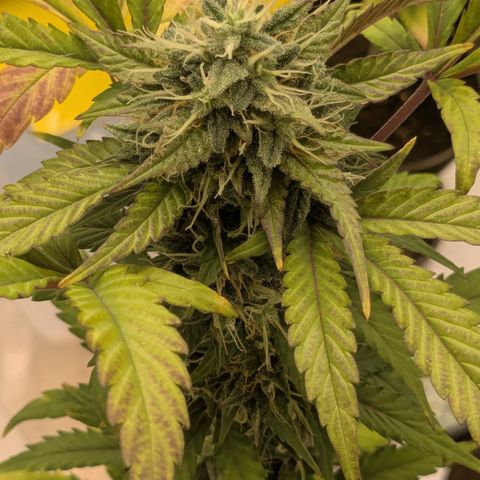#54 Purple Haze growlog timeline photo
