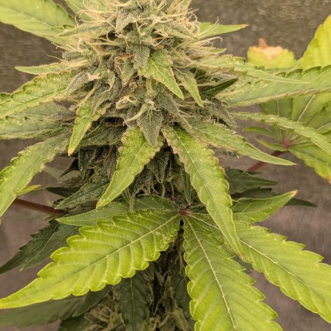 #56 Purple Haze growlog timeline photo