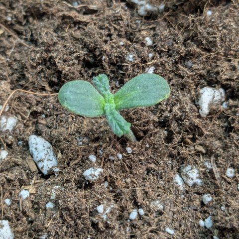#67 Sensi Amnesia XXL growlog timeline photo