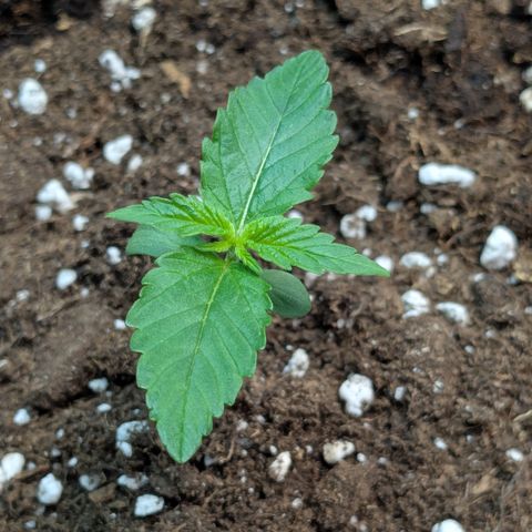 #60 Master Kush growlog timeline photo