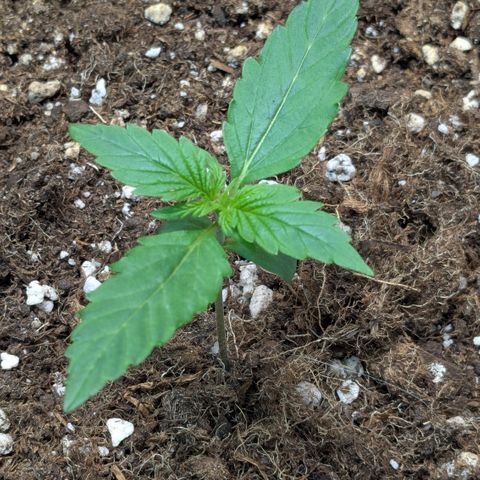 #68 Blueberry Zkittlez growlog timeline photo