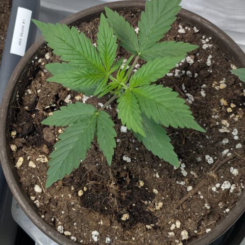 #57 Sticky Orange XXL growlog timeline photo