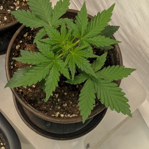 #59 Caramellow Kush Auto growlog timeline photo
