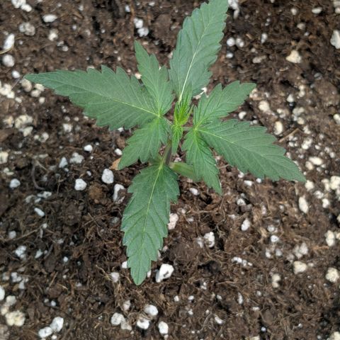 #61 White Skunk growlog timeline photo