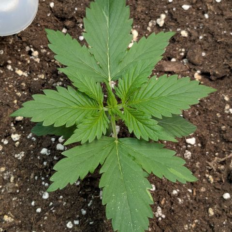 #63 Purple Bud growlog timeline photo