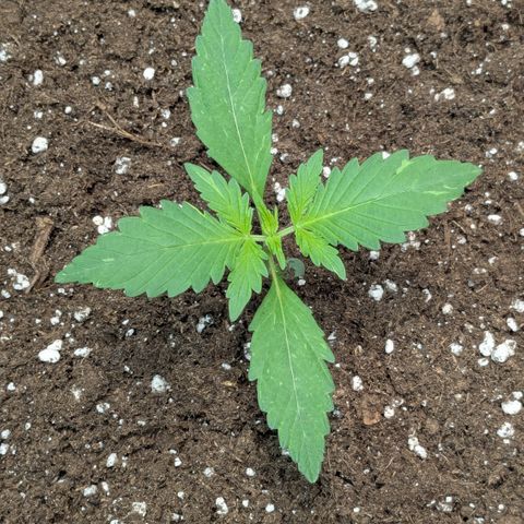 #65 Skunk #1 growlog timeline photo