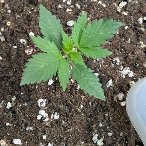 #62 Hindu Kush growlog timeline photo