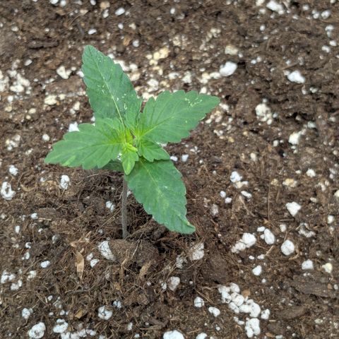 #58 Pineapple Automatic growlog timeline photo