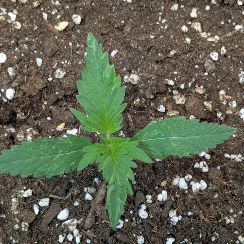 #66 Northern Lights growlog timeline photo