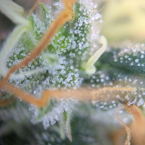 #51 AK47 growlog timeline photo