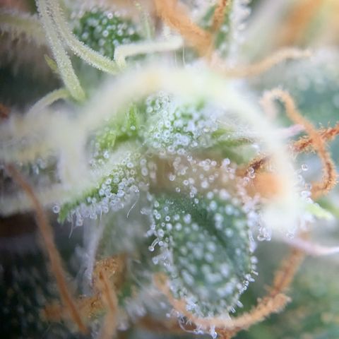 #51 AK47 growlog timeline photo