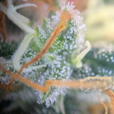 #51 AK47 growlog timeline photo
