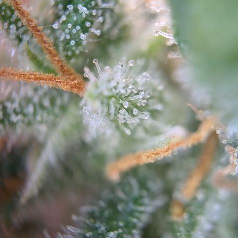 #51 AK47 growlog timeline photo