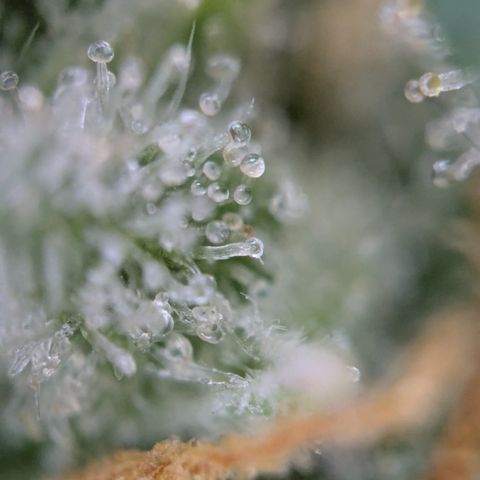 #51 AK47 growlog timeline photo
