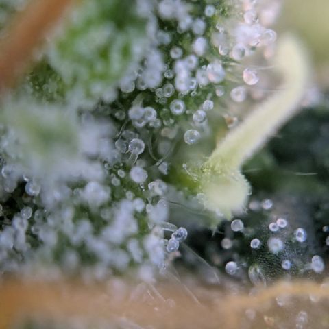 #51 AK47 growlog timeline photo