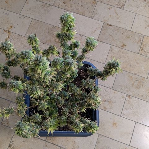 #51 AK47 growlog timeline photo