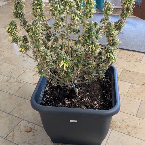 #51 AK47 growlog timeline photo
