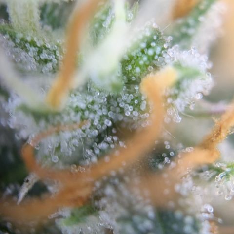 #51 AK47 growlog timeline photo