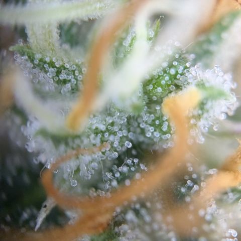 #51 AK47 growlog timeline photo
