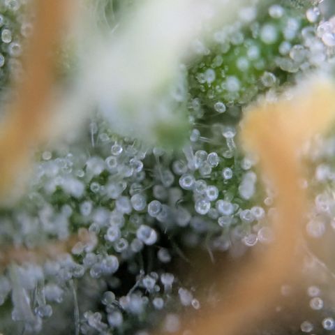 #51 AK47 growlog timeline photo