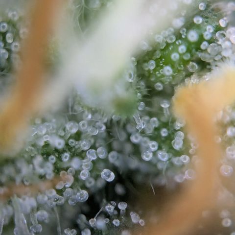 #51 AK47 growlog timeline photo
