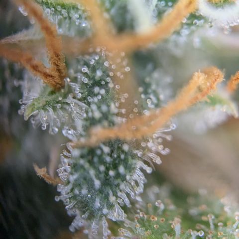 #51 AK47 growlog timeline photo