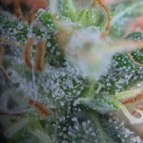 #51 AK47 growlog timeline photo