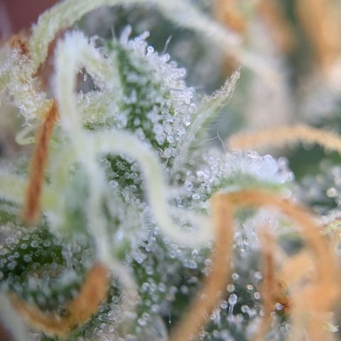 #51 AK47 growlog timeline photo