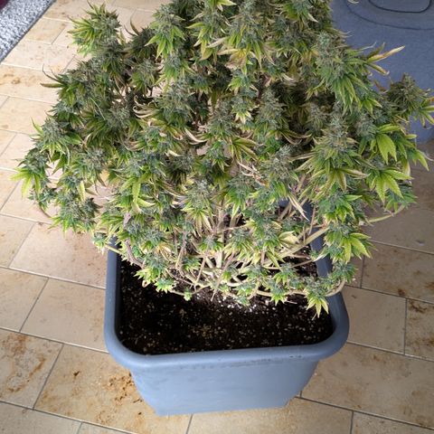 #49 AK47 growlog timeline photo